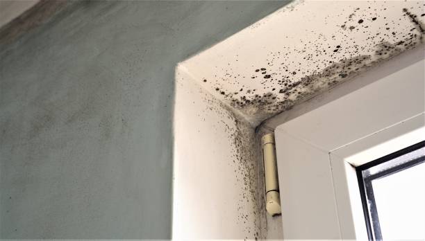 Best Residential Mold Inspection & Testing  in Menlo Park Terrace, NJ