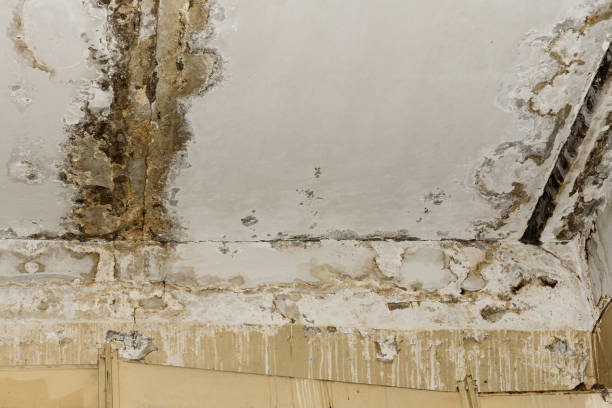 Best Air Quality Testing for Mold Spores  in Menlo Park Terrace, NJ