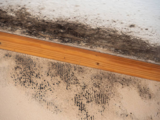Best Asbestos and Lead Testing During Mold Inspection  in Menlo Park Terrace, NJ