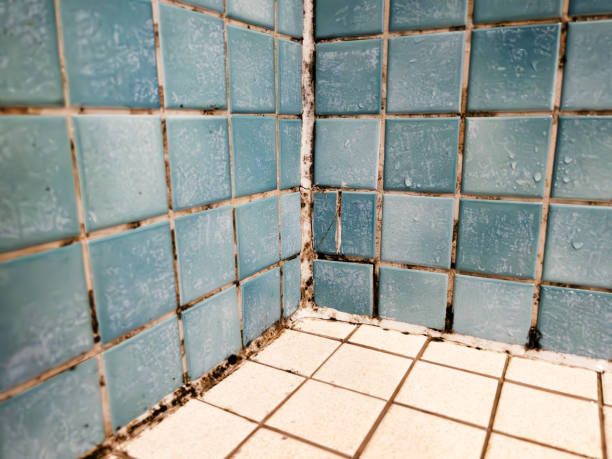 Best Environmental Consulting for Mold Prevention  in Menlo Park Terrace, NJ