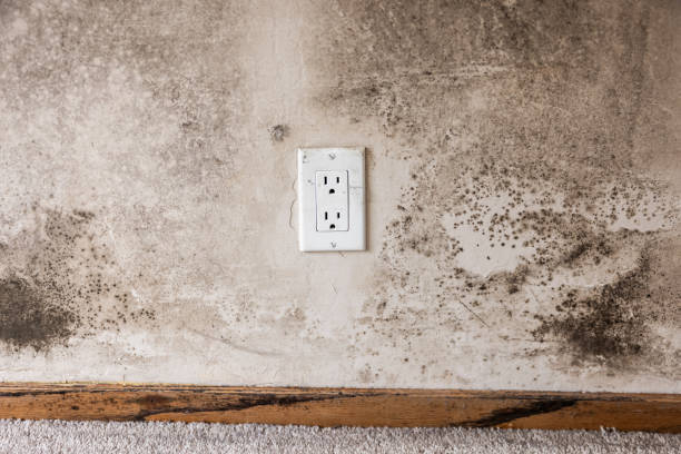  Menlo Park Terrace, NJ Mold Removal Pros