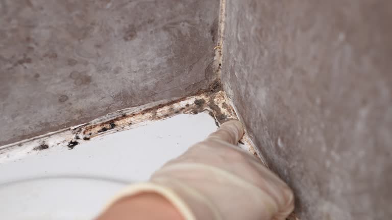 Best Mold Odor Removal Services  in Menlo Park Terrace, NJ