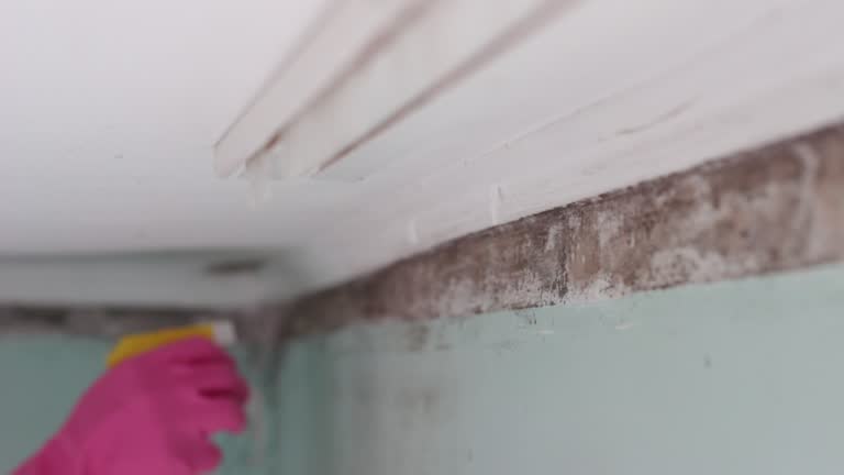 Best Mold Prevention Services  in Menlo Park Terrace, NJ